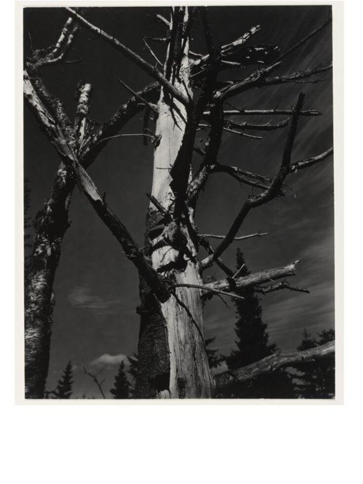 Dead Tree, Vermont top image