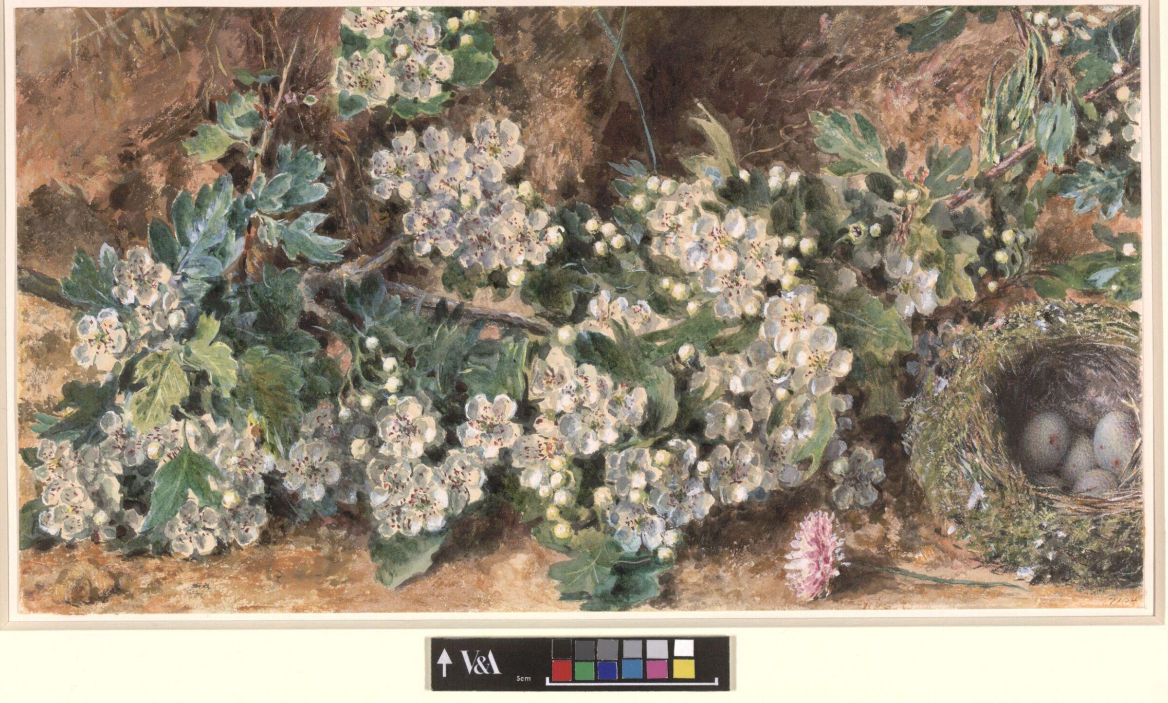 Hawthorn Blossoms and Bird's Nest, Henry Hunt, ca. 1810-1860