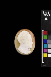Section of shell used to show the process of cutting a shell cameo thumbnail 1