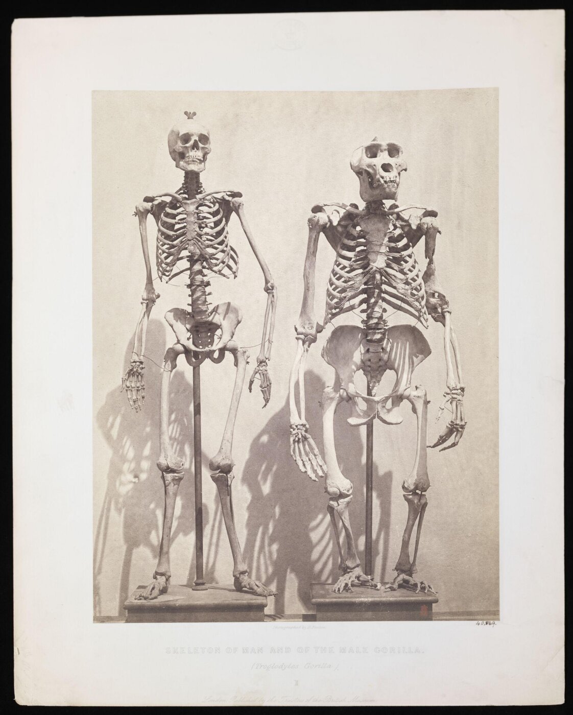 Fenton, Roger, Skeleton of Man and of the Male Gorilla (Troglodytes Gorilla)