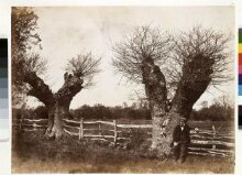 Hedgerow Trees, Clerkenleap, Worcestershire thumbnail 1
