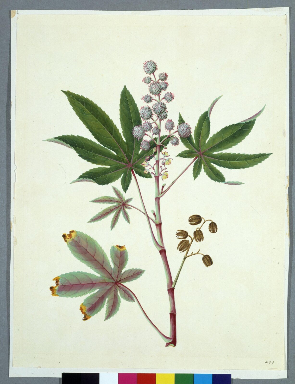 Castor Bean, 1806-1830