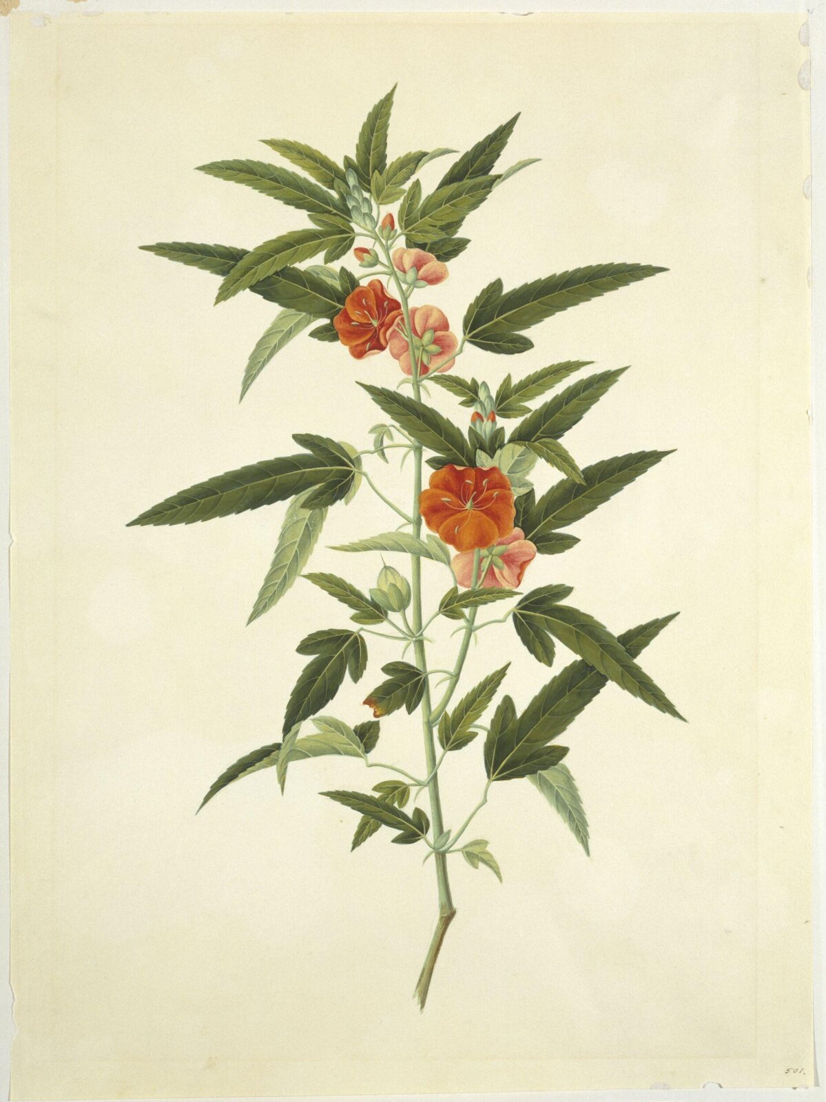 Scarlet Pentapetes, 1806-1830