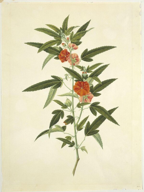 Scarlet Pentapetes