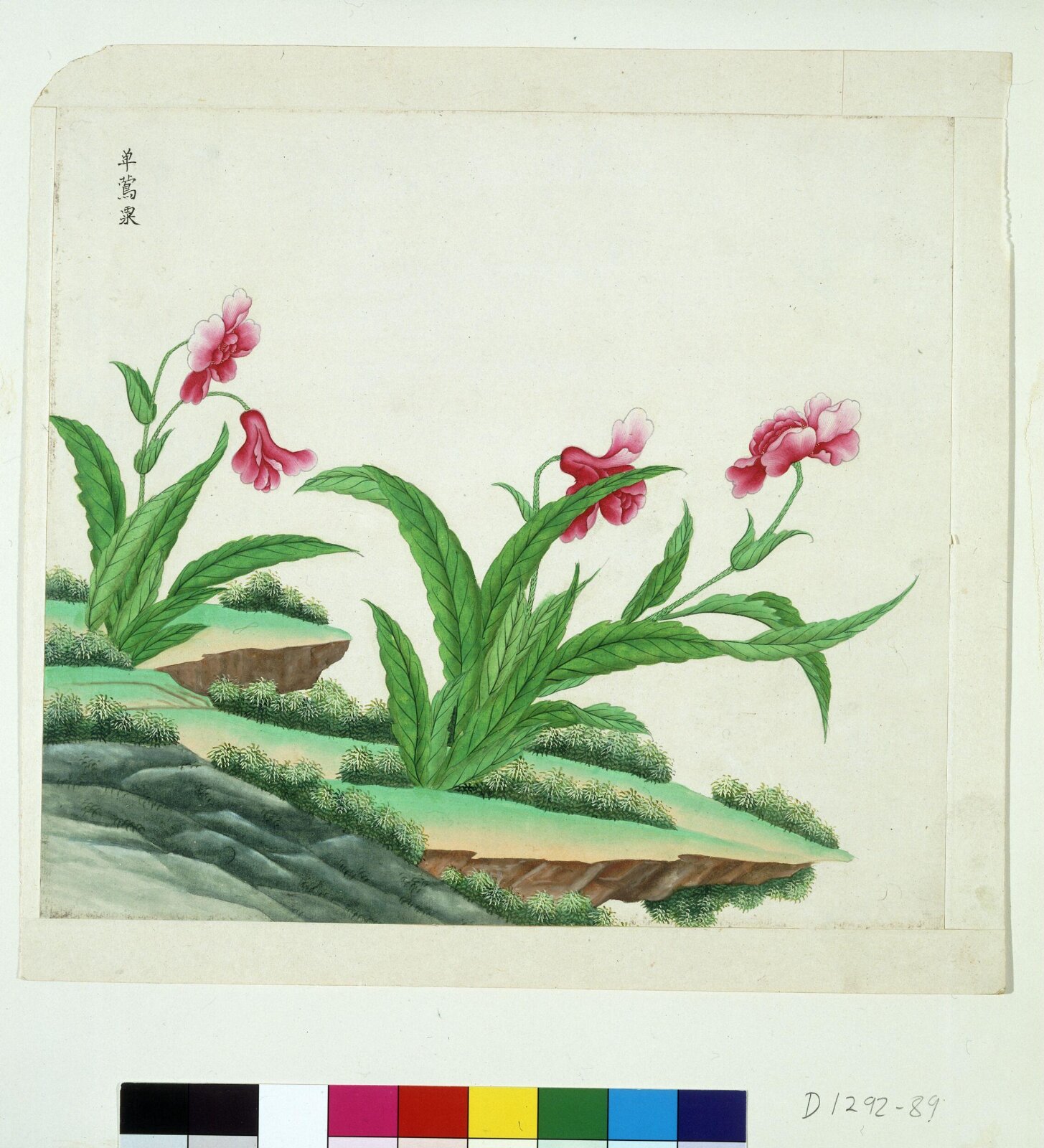 Poppy, 1770-1790