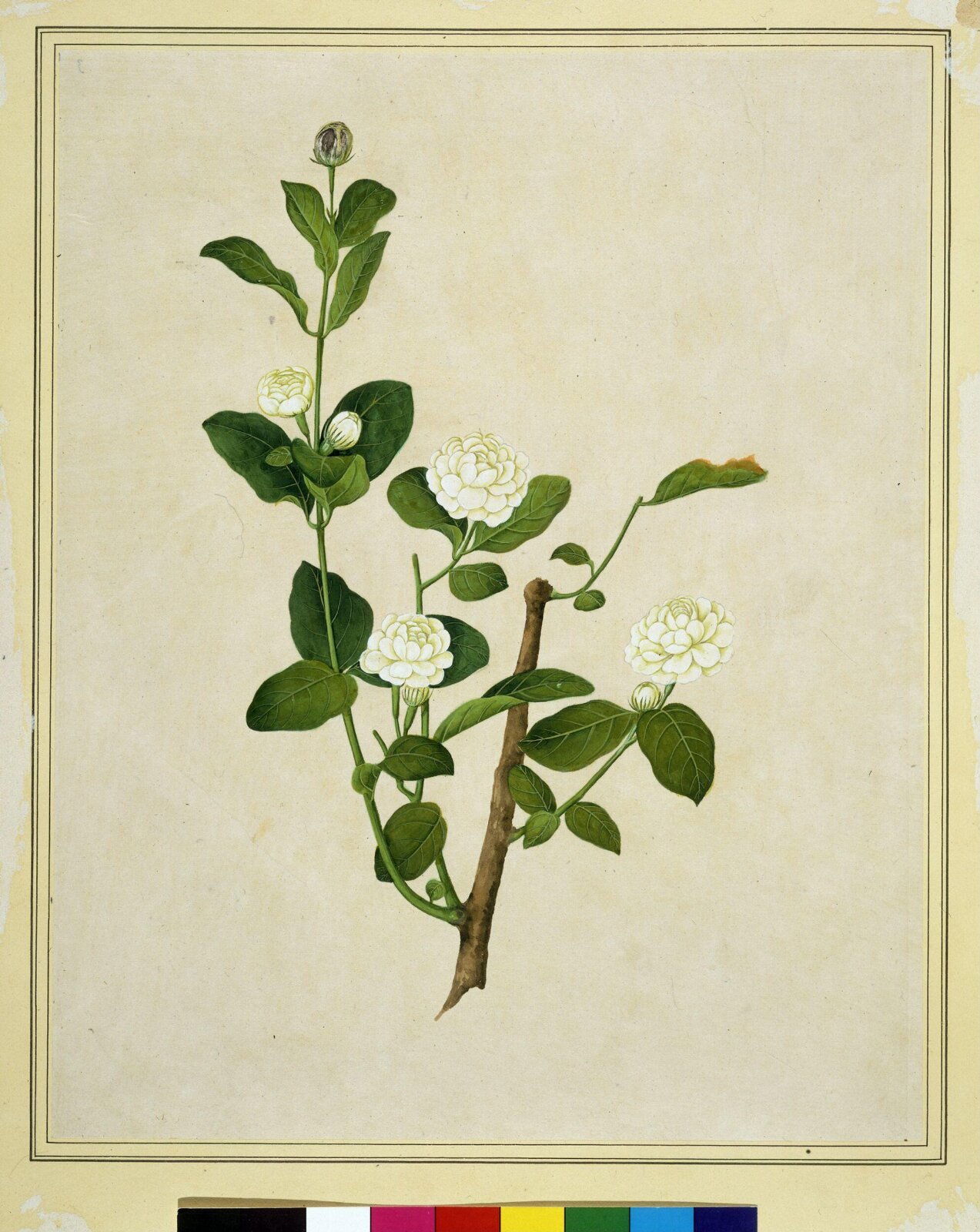 Arabian jasmine, 1800-1830