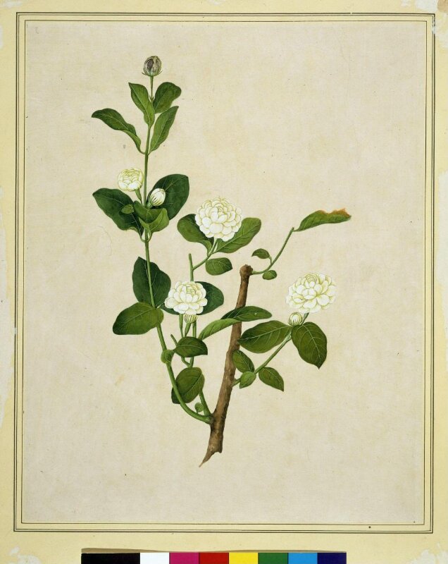 Arabian jasmine