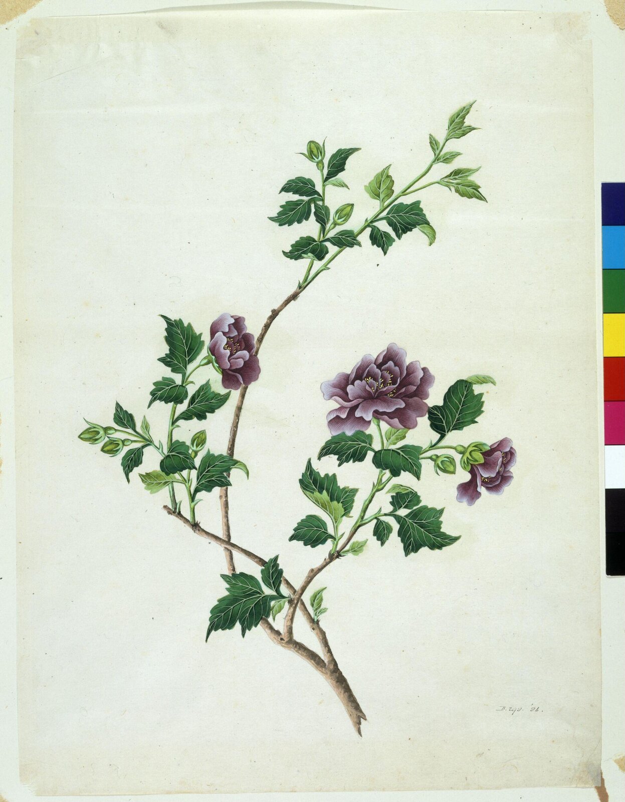 Shrubby Althaea, 1800-1830