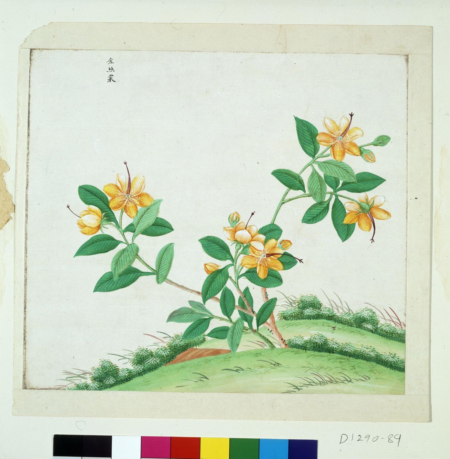 Chinese St Johns Wort, 1770-1790