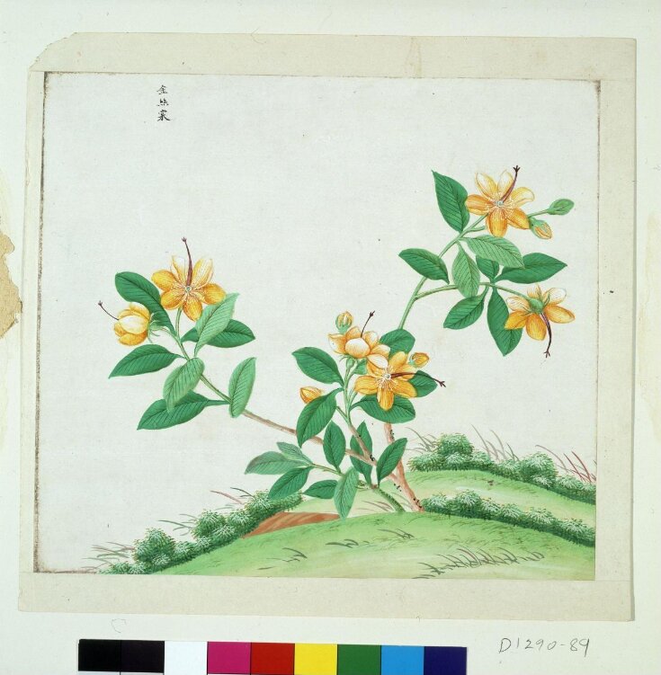 Chinese St Johns Wort top image