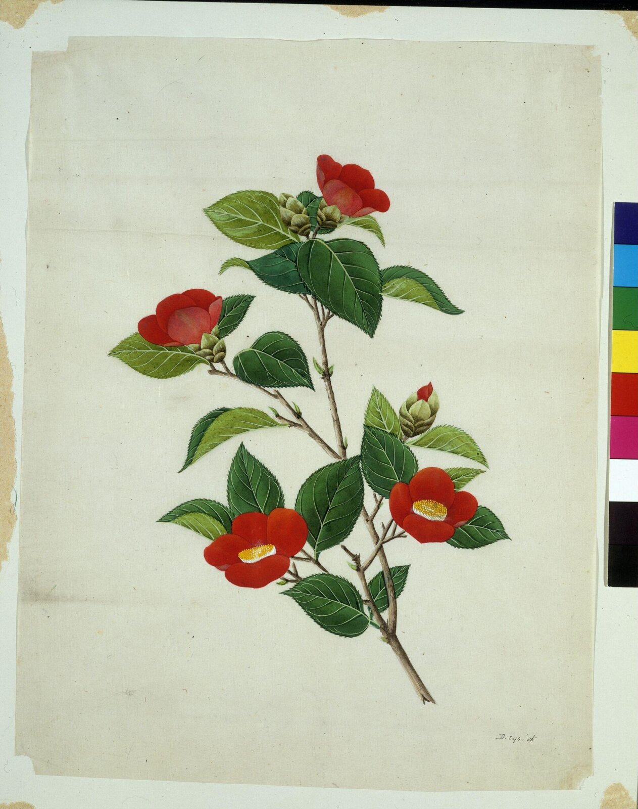Camellia, 1800-1830