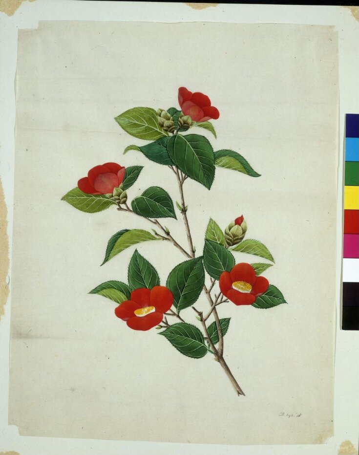 Camellia top image