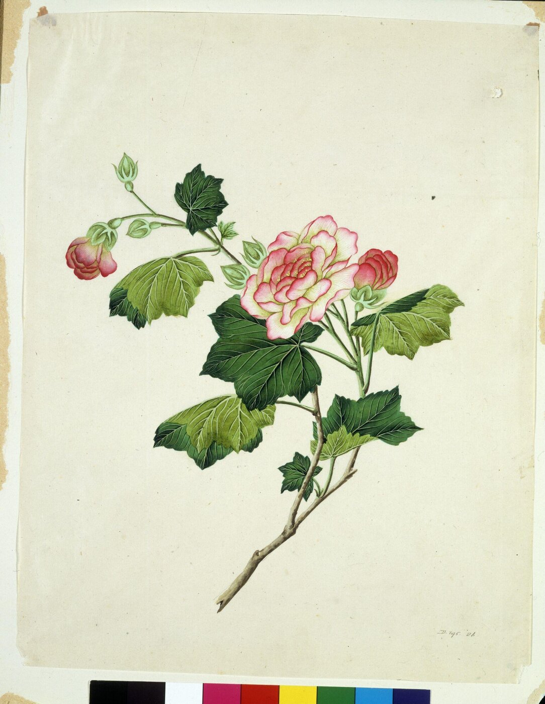 Unknown, Chinese mallow