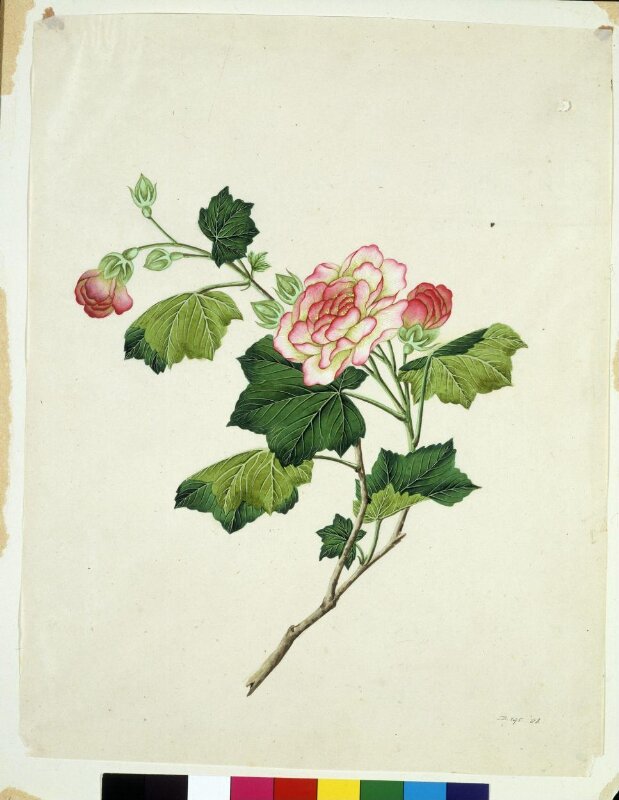 Chinese mallow