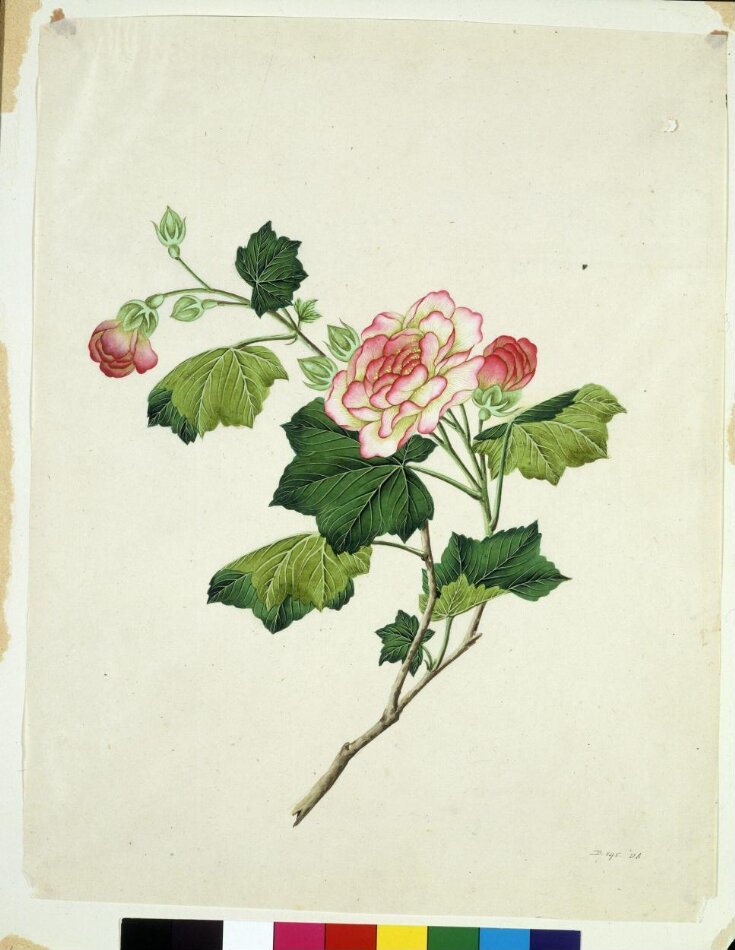 Chinese mallow top image