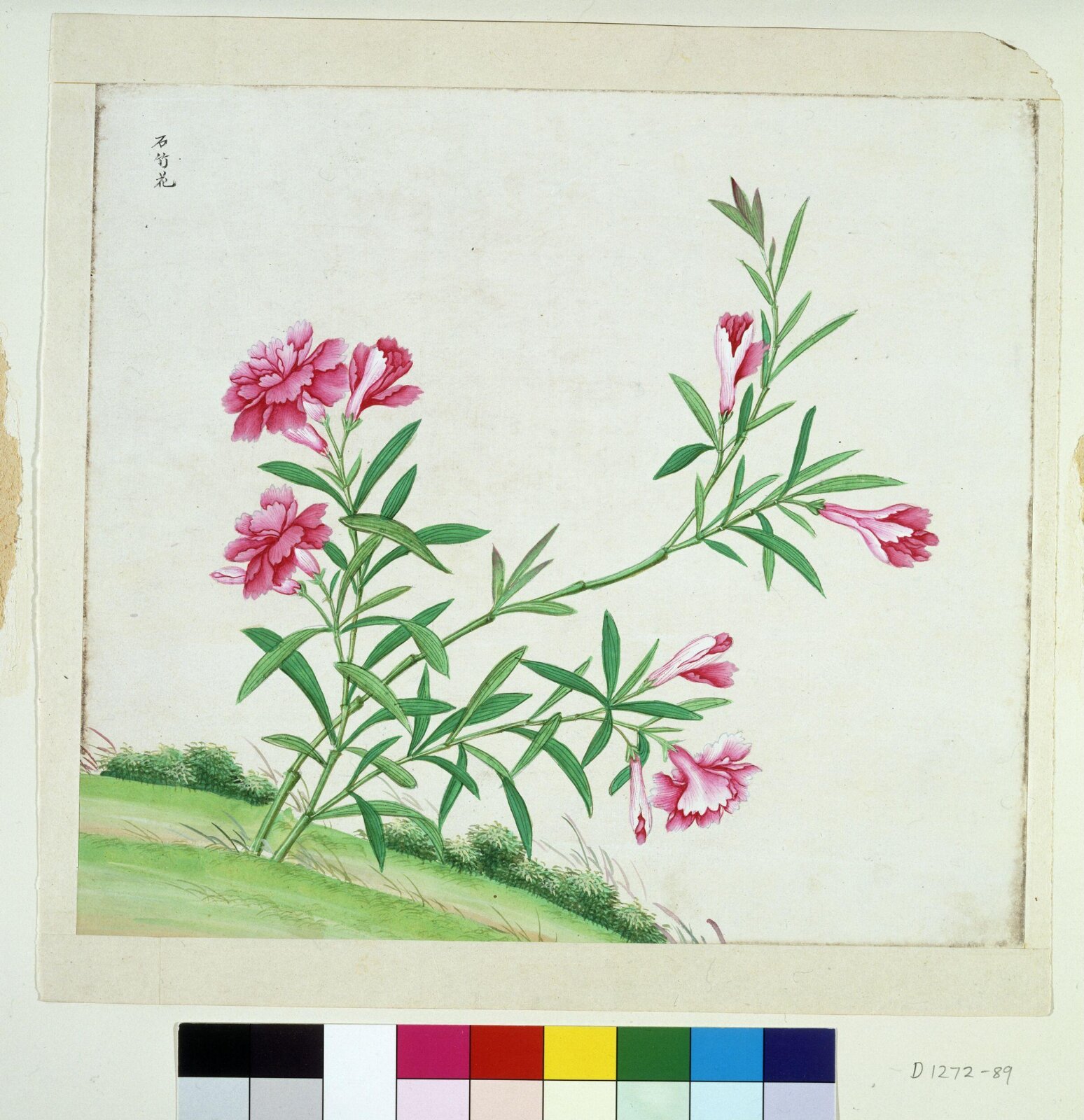 Chinese Pink, 1770-1790