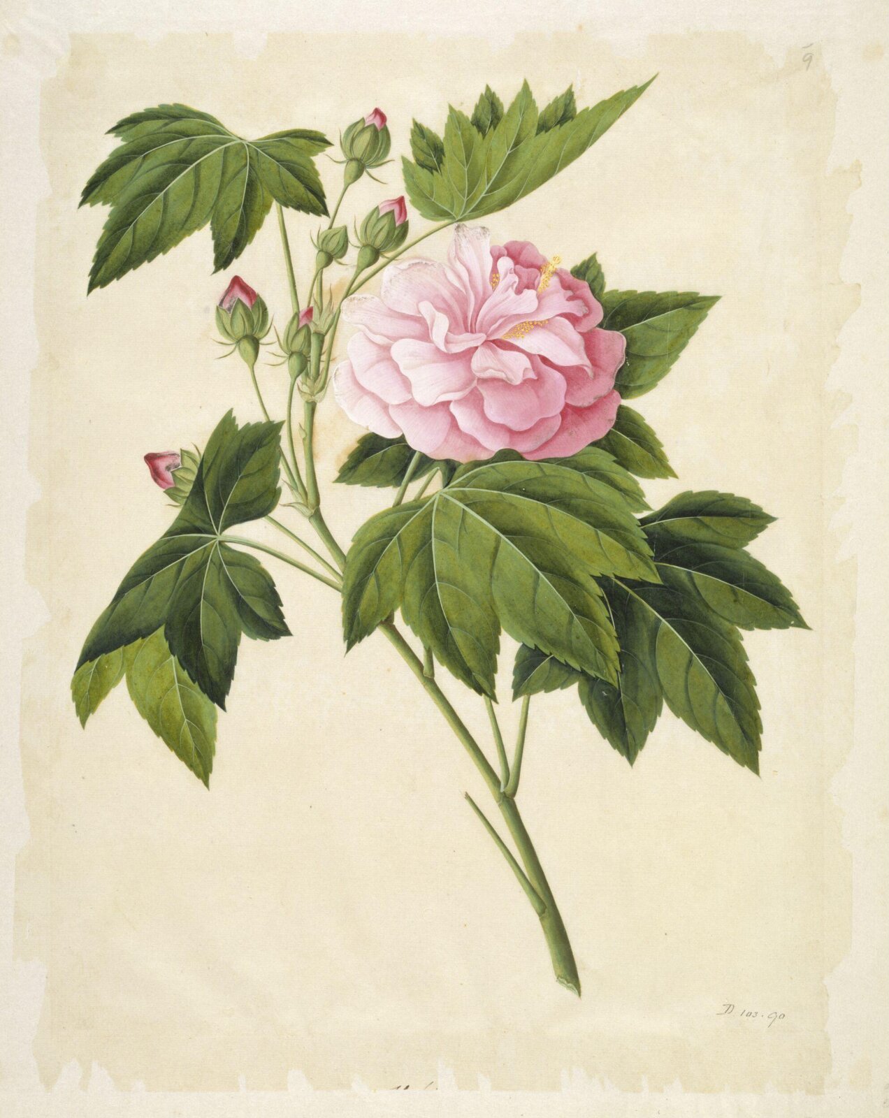 Cotton rose hibiscus, 1800-1830