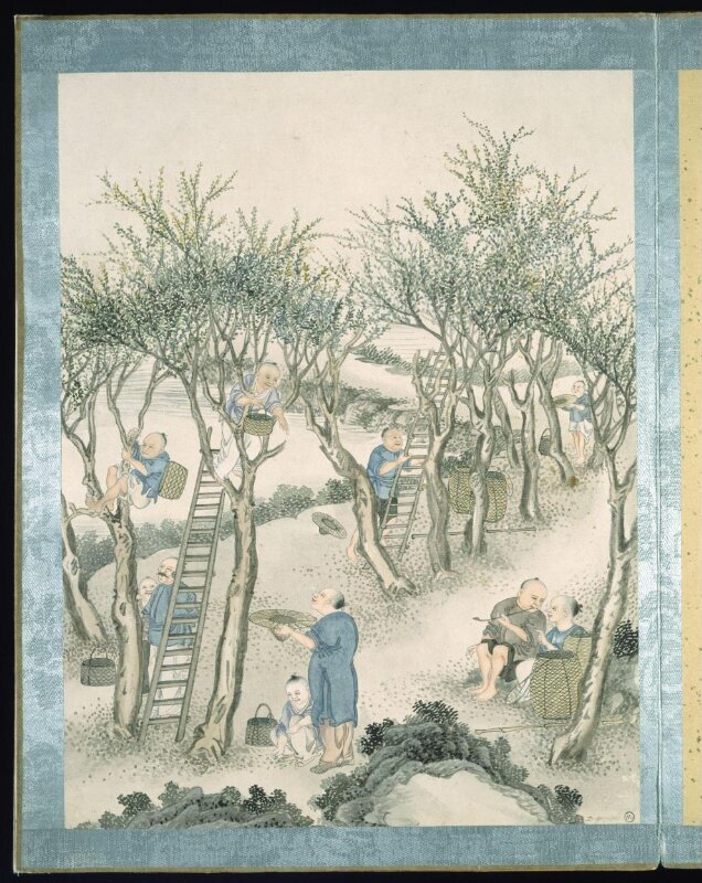 Gathering 'Jingsang' Mulberry Leaves
