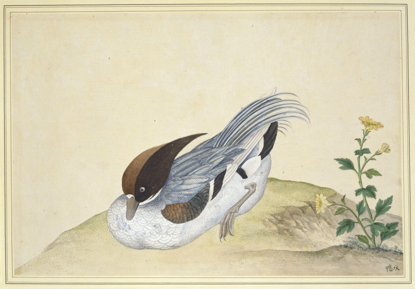 Tufted Duck, 1800-1830