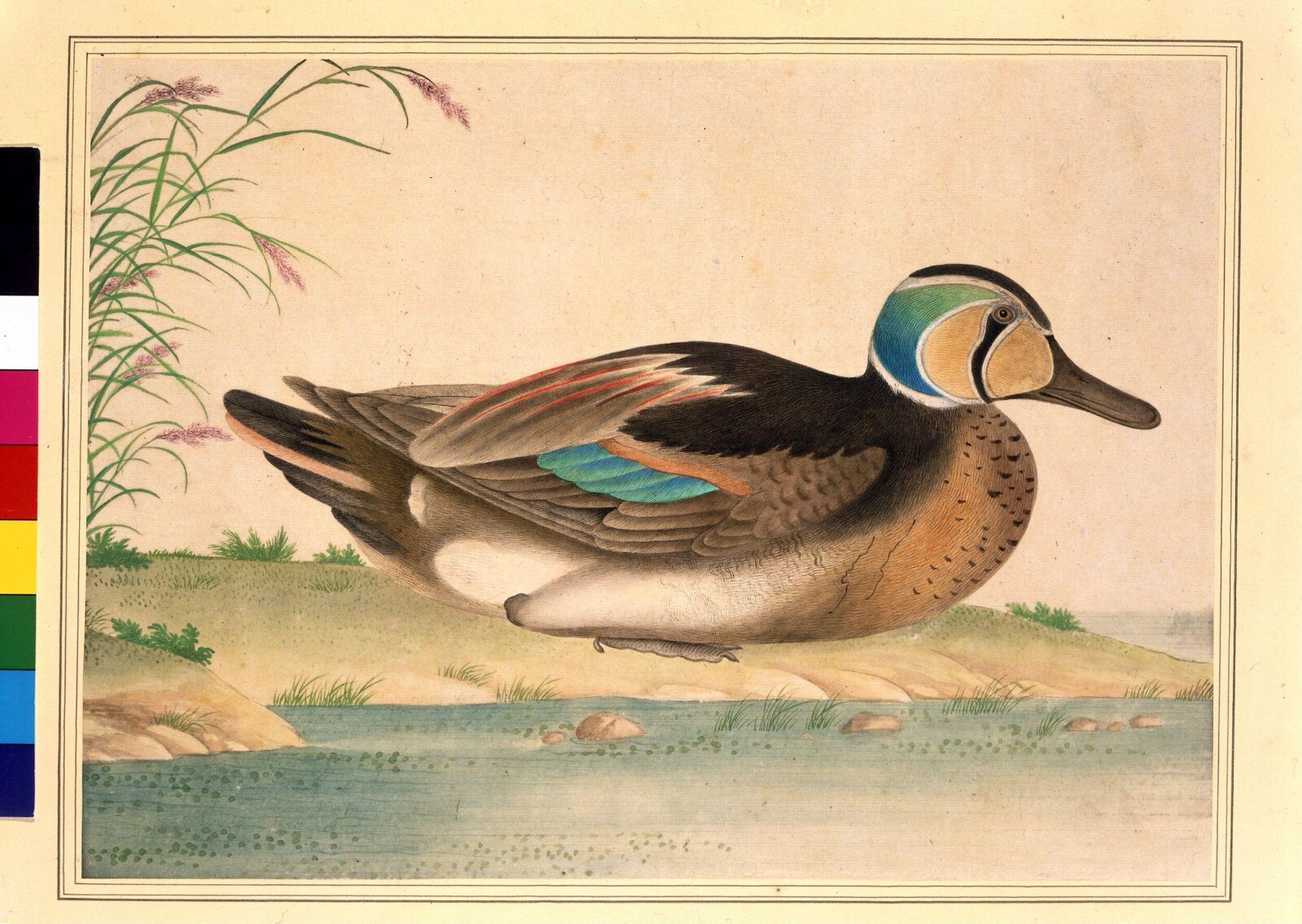Baikal Teal, 1800-1830