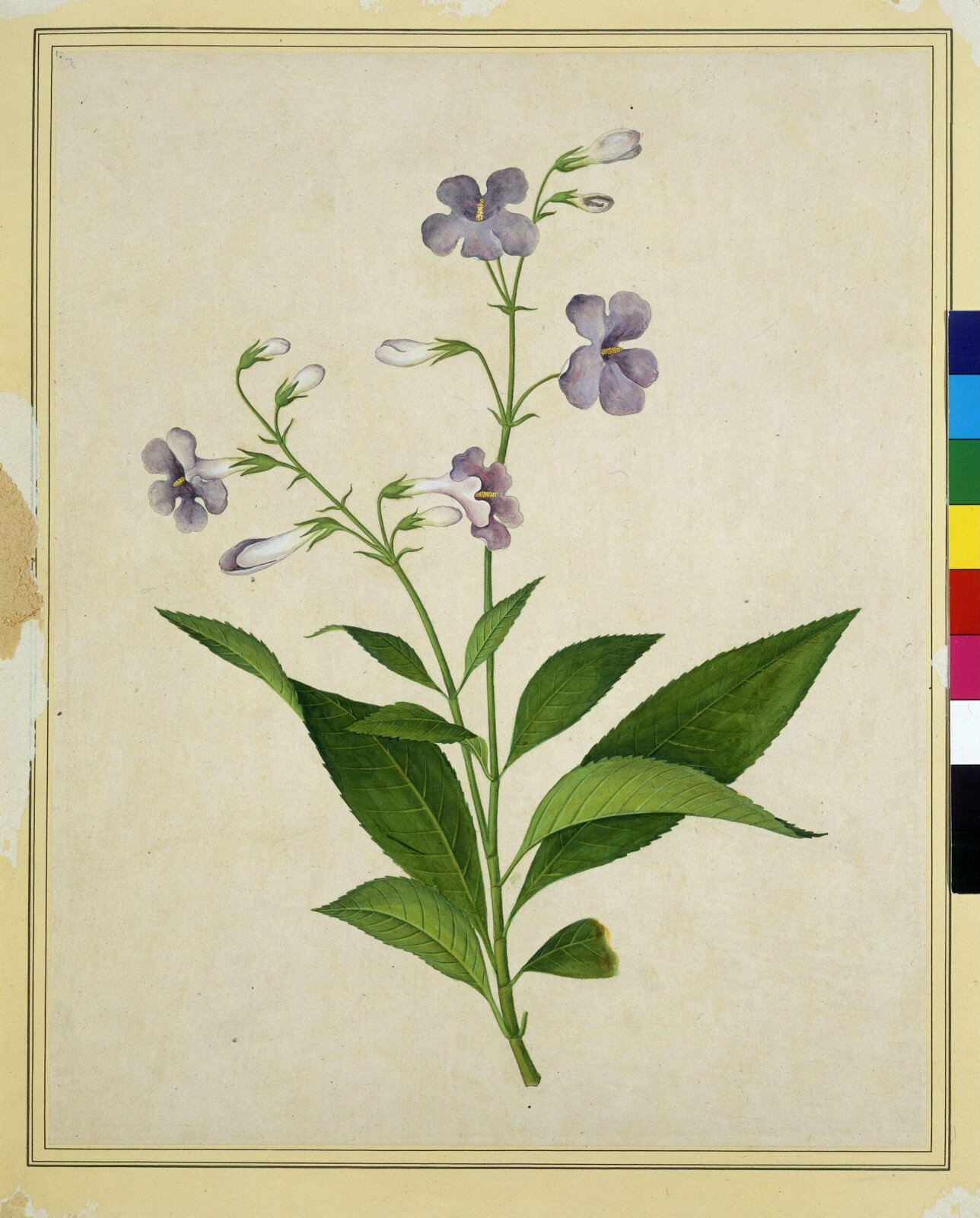 Bush thunbergia, 1800-1830