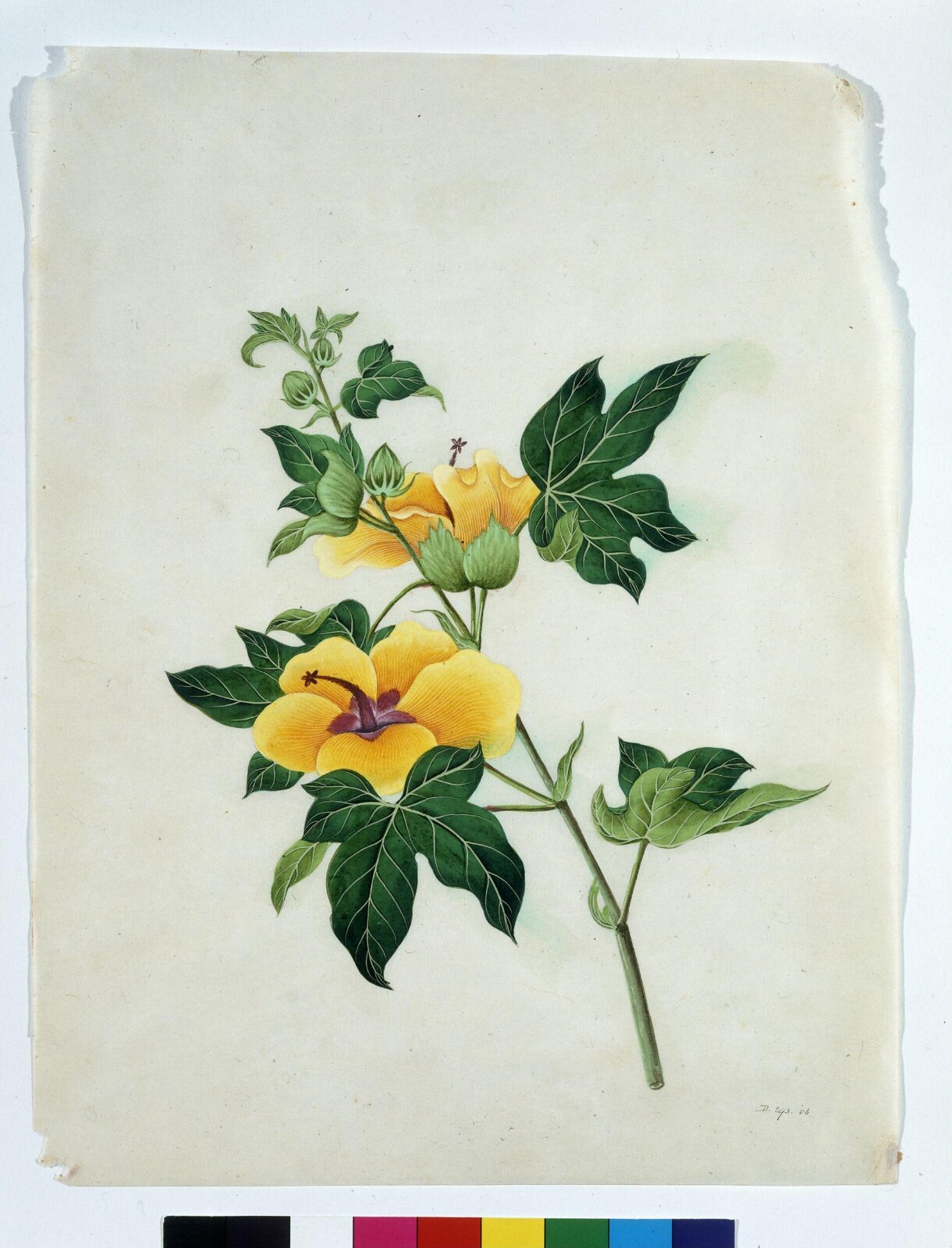 Asiatic Tree Cotton, 1800-1830