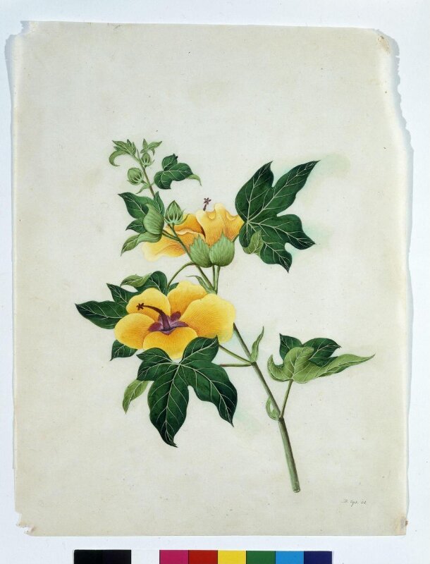 Asiatic Tree Cotton