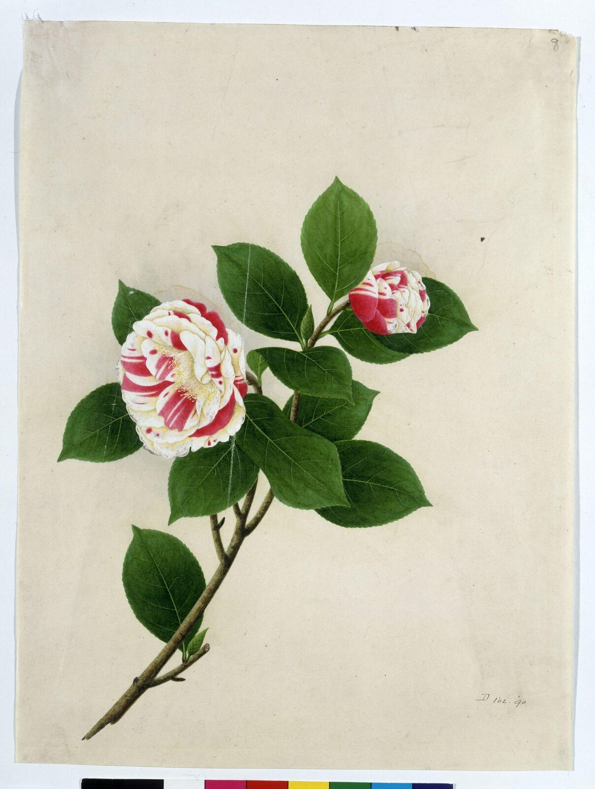 Camellia, 1800-1830