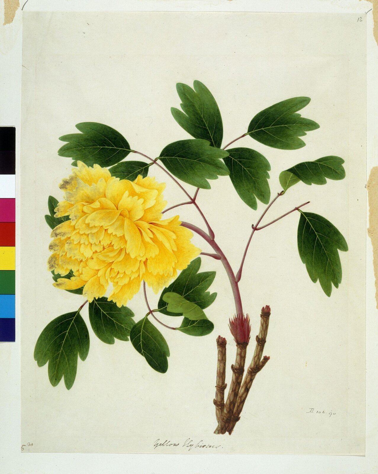 Peony, 1800-1830