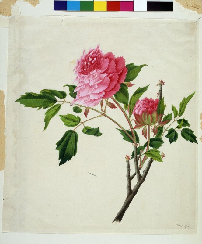 Peony