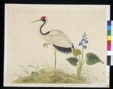 Red-Crowned Crane thumbnail 1