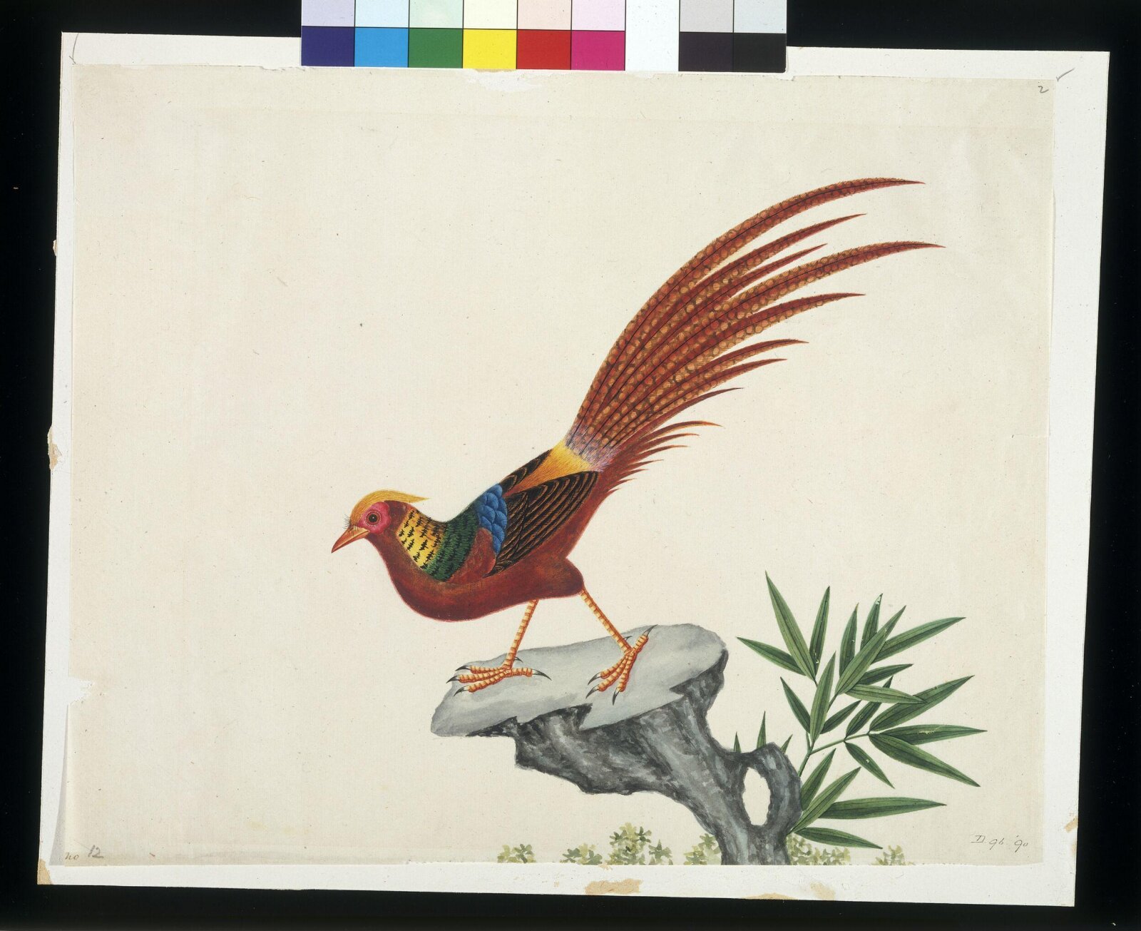 Golden pheasant, 1800-1830