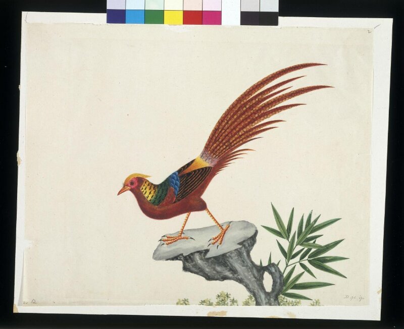 Golden pheasant