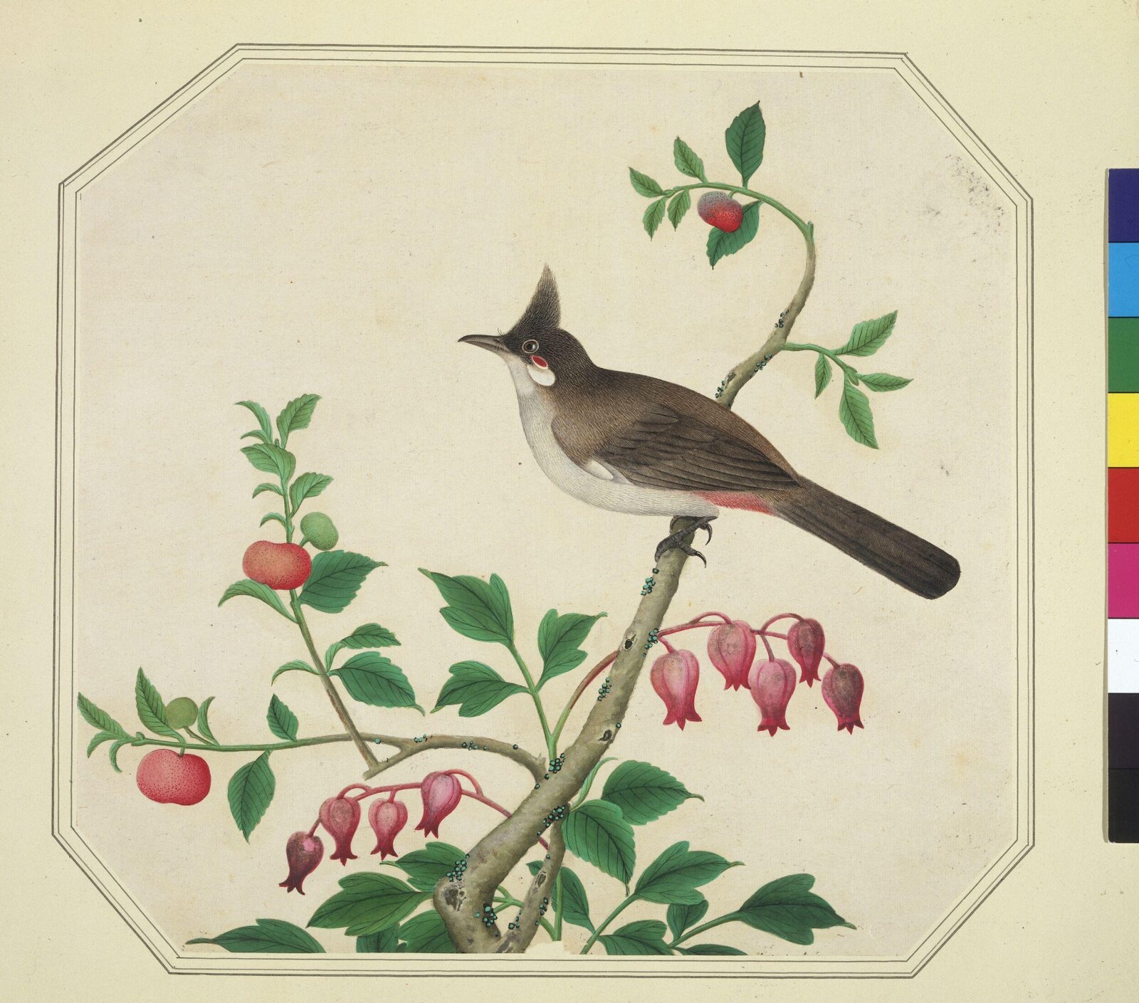 Taiwan Yuhina, 1800-1830