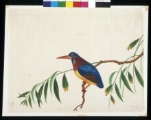 Oriental dwarf kingfisher thumbnail 1