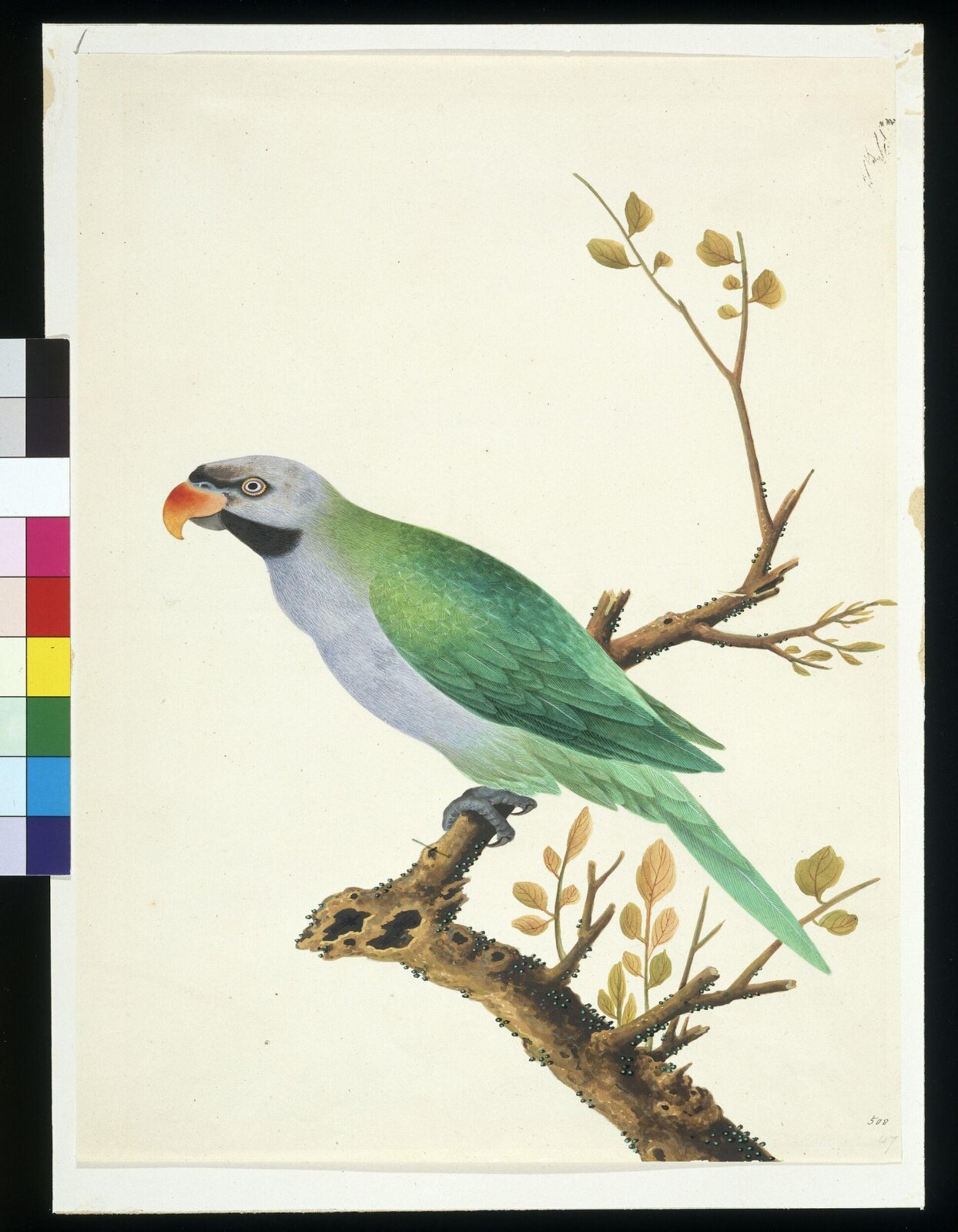 Derbyan Parakeet, 1795-1820