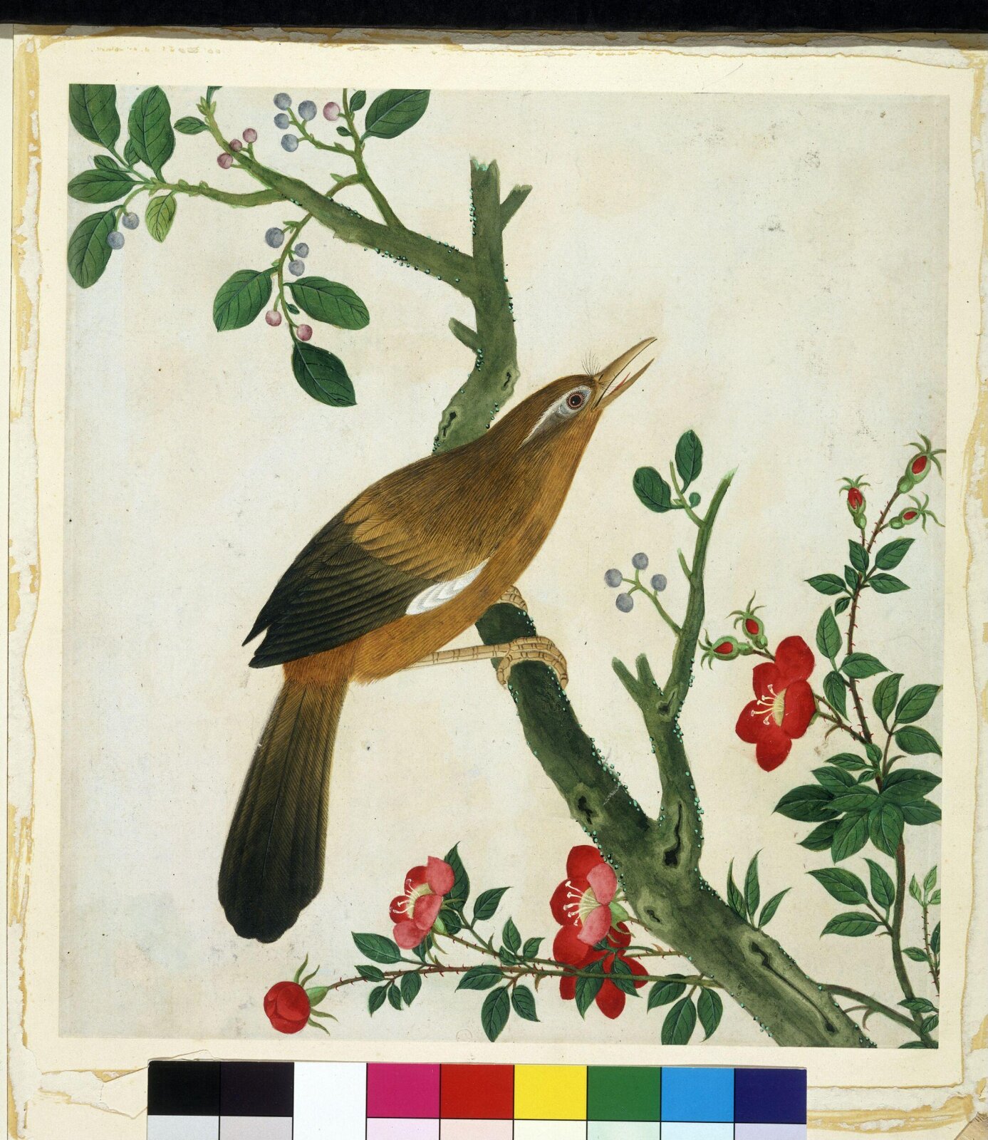 Laughing Thrush, 1800-1830