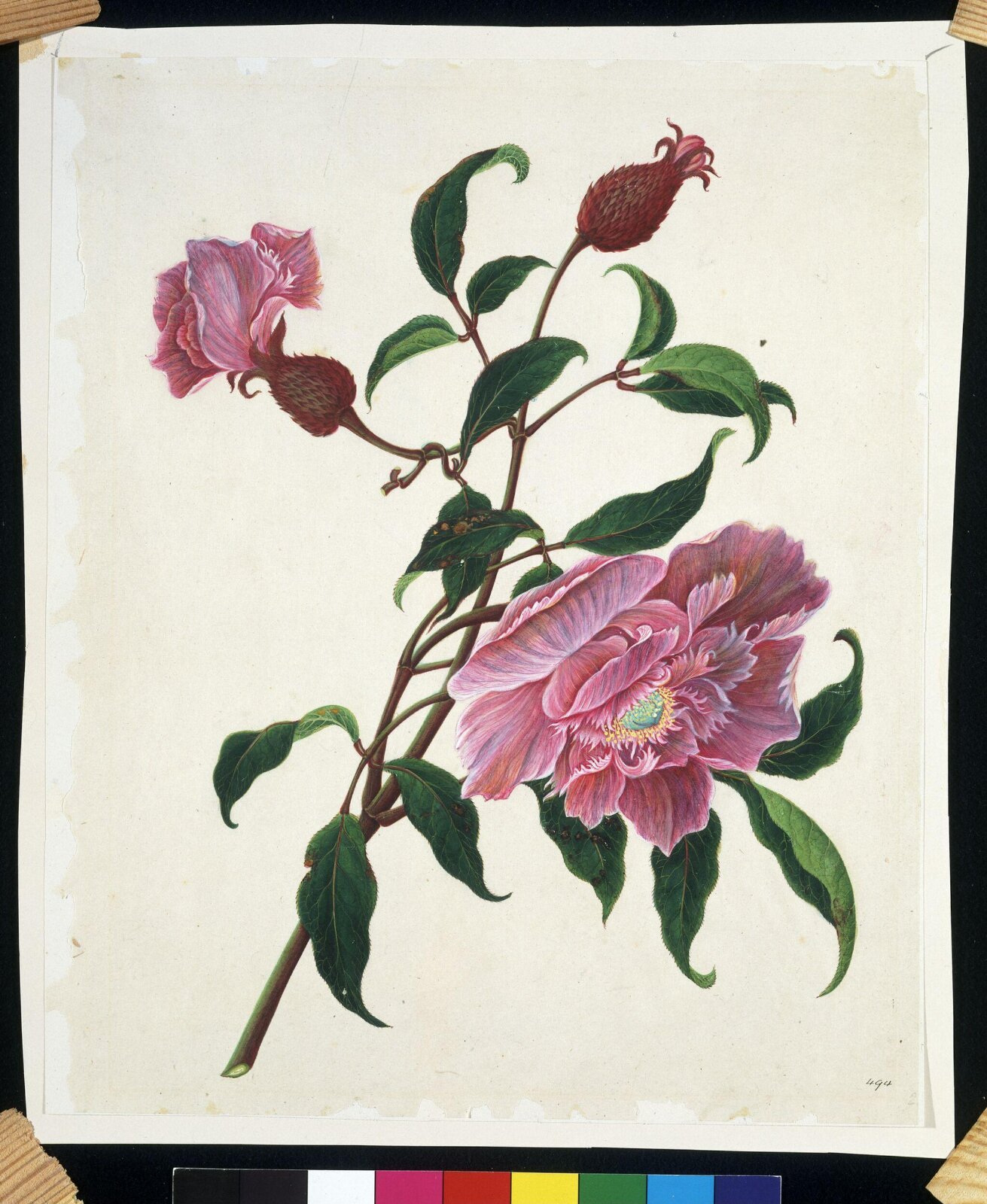 Chinese rose, 1800-1830