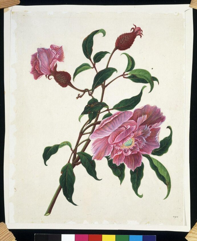 Chinese rose