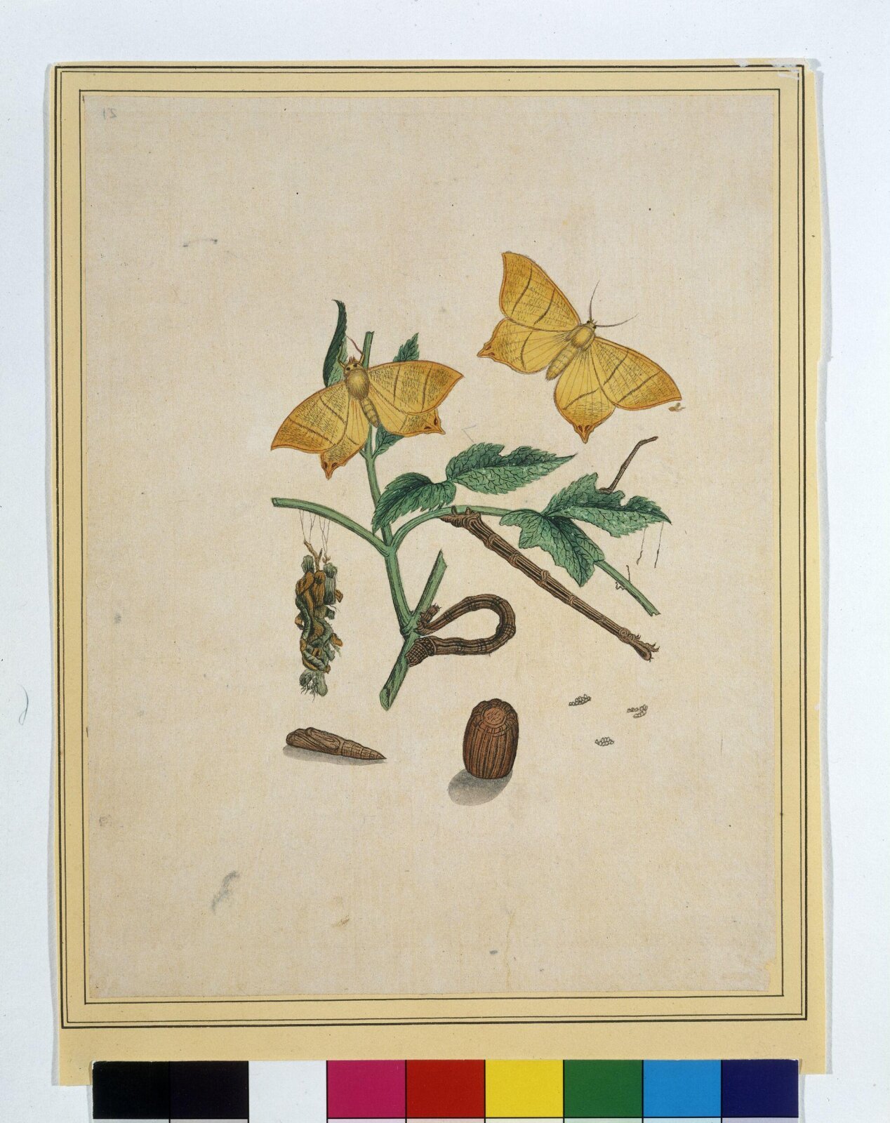 Geometrid moths, 1800-1840