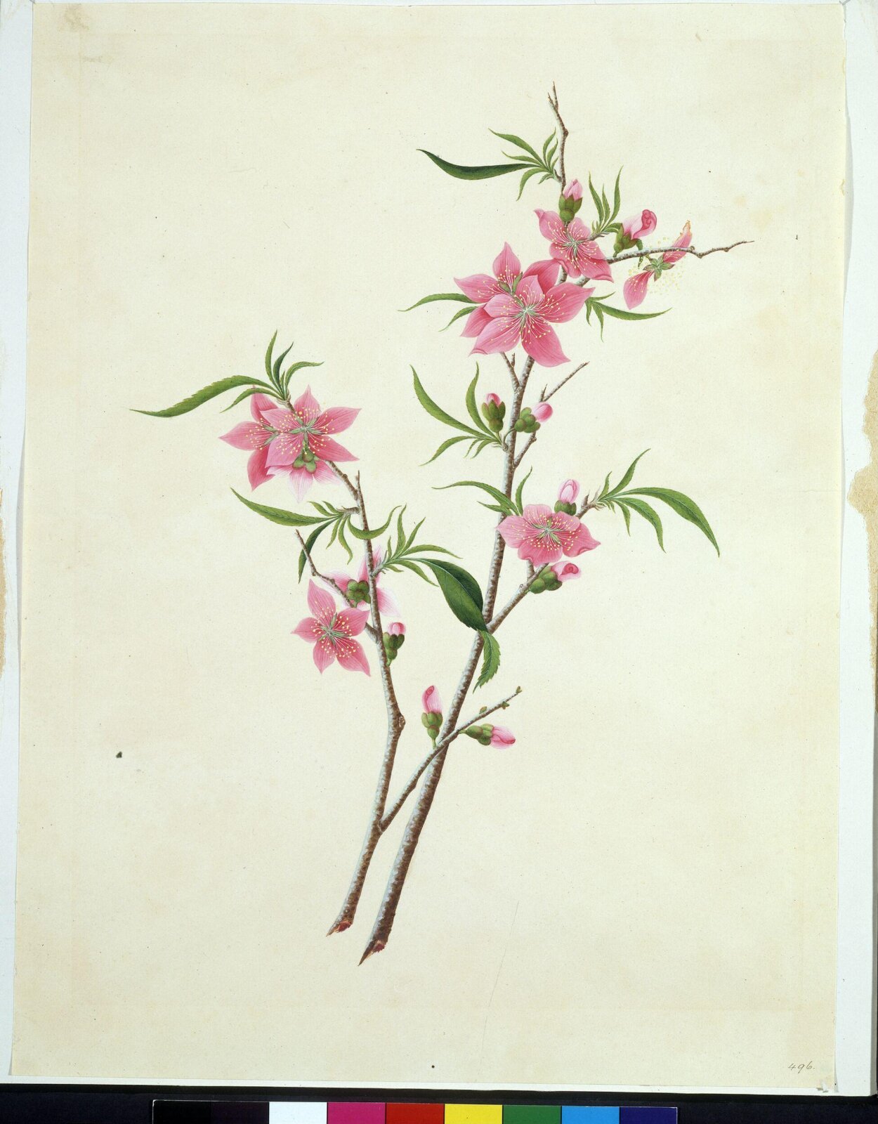 Flowering Peach, 1795-1820