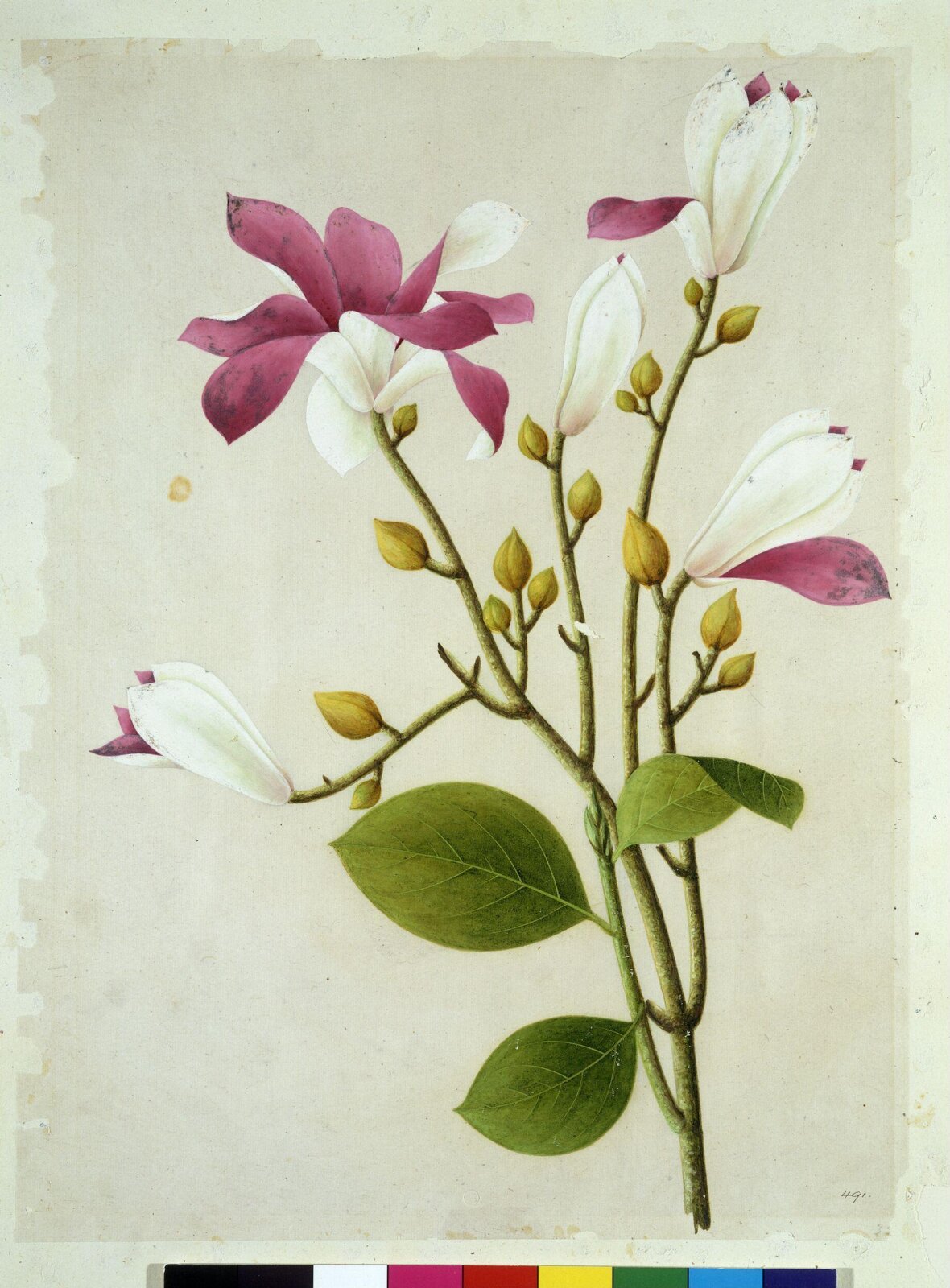 Purple Magnolia, 1800-1830