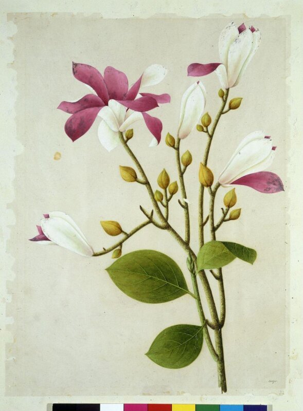Purple Magnolia