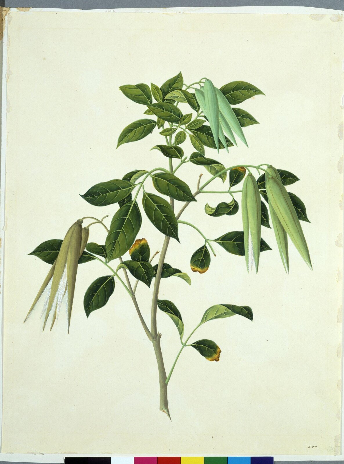 Common Wrightia, 1806 to 1830