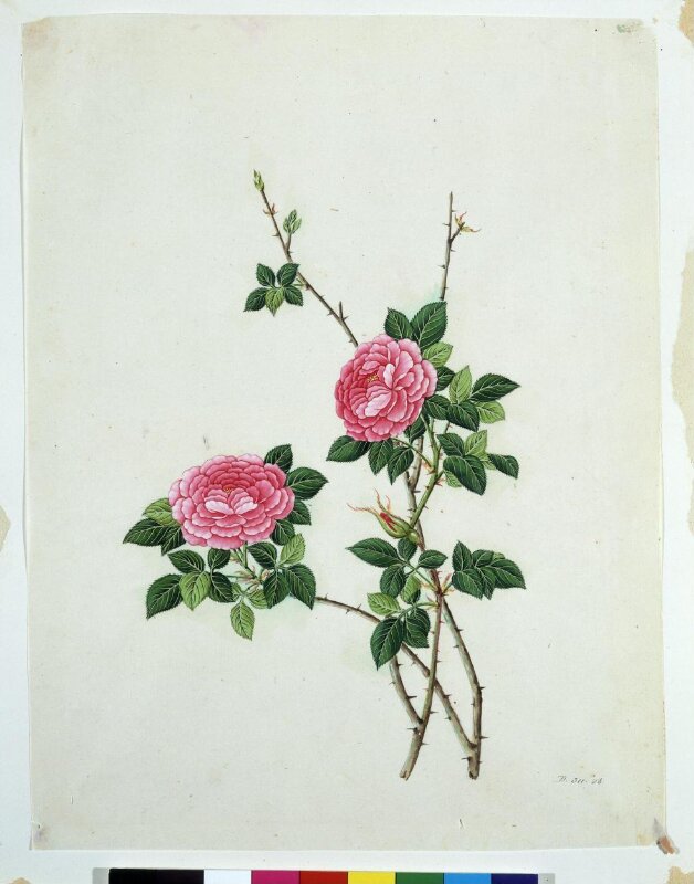 Chinese Rose