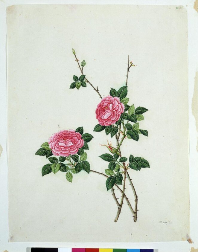 Chinese Rose