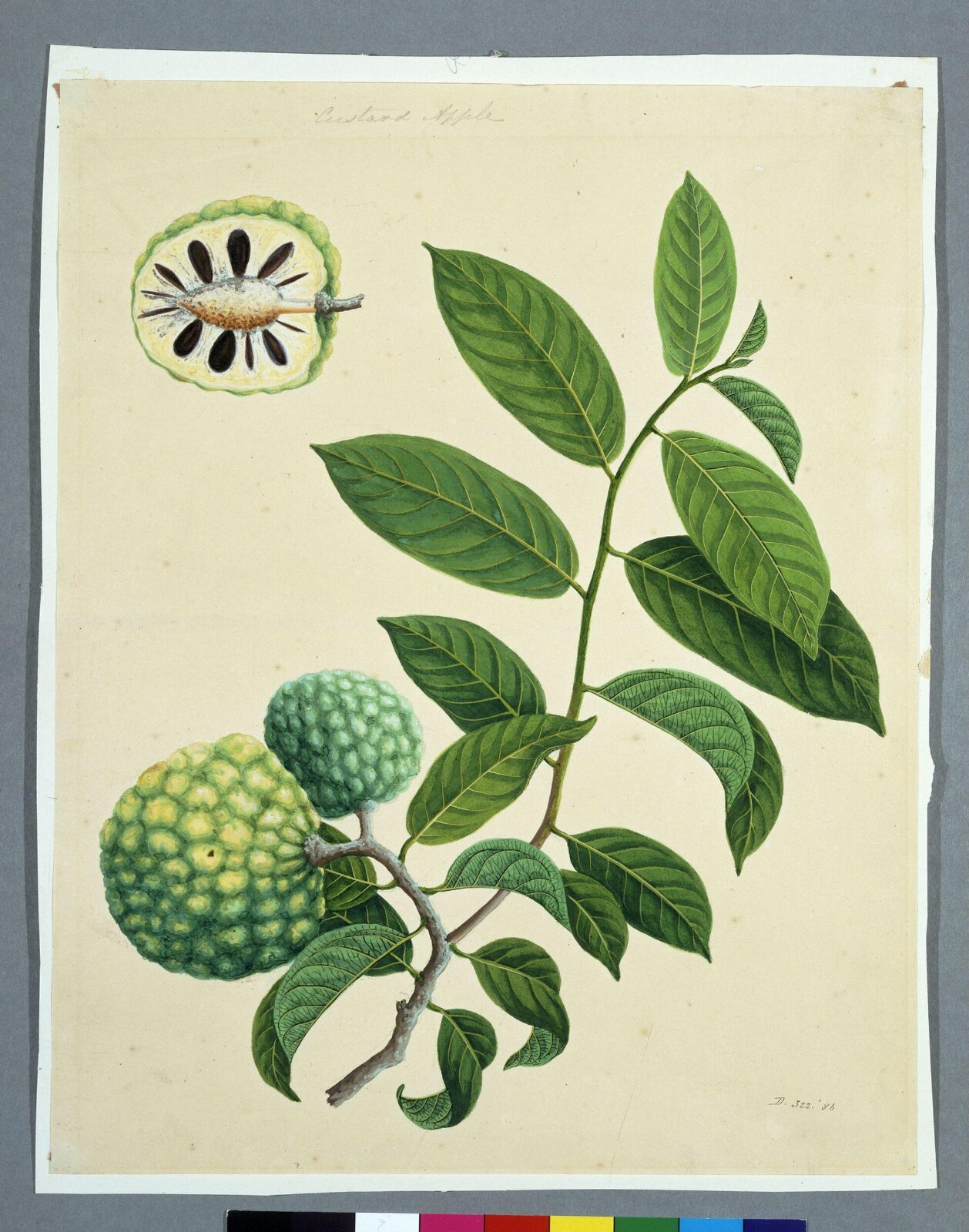 Sugar Apples, 1822-1840