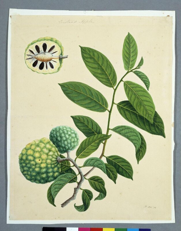 Sugar Apples