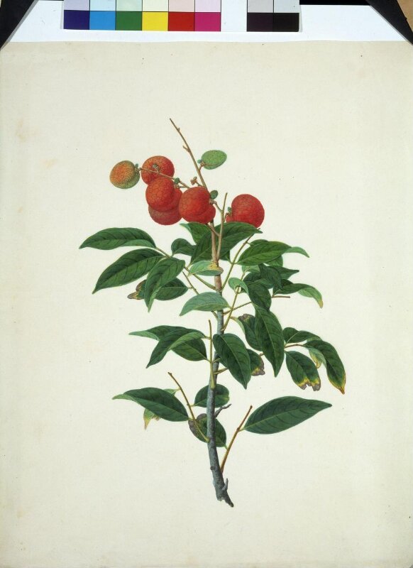 Lychee
