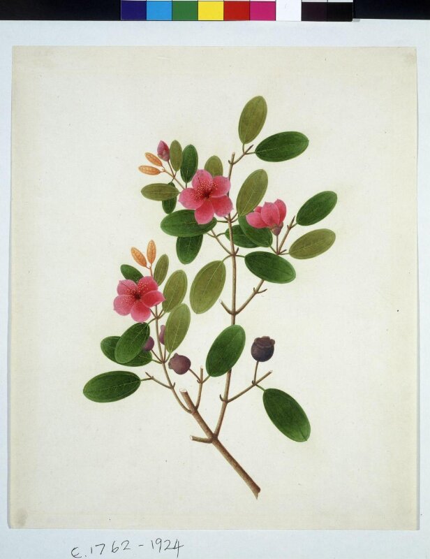 Rose periwinkle